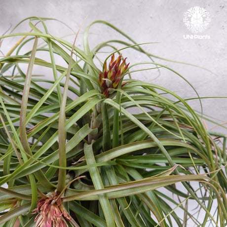 Tillandsia brachycaulos x concolor チランジア・ブラキカウロス×コンコロール Tillandsia  エアープランツ エアプランツ ティランジア