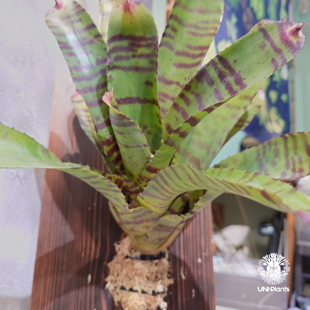 国内繁殖株・一点物】 Neoregelia 'High Voltage' ｜ネオレゲリア