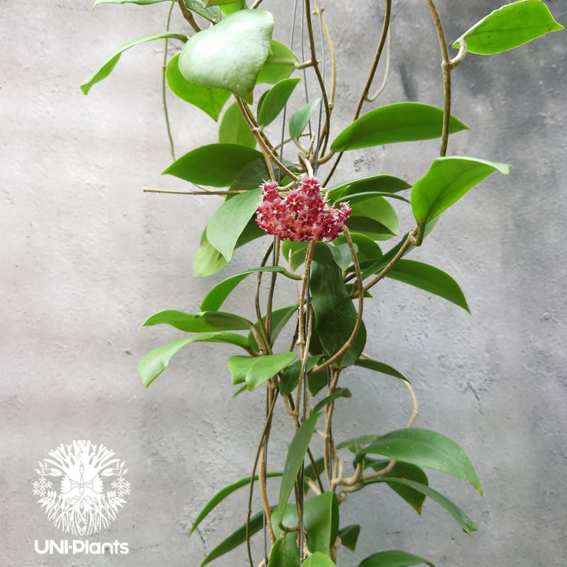 開花中 希少! Hoya mindorensis superba ホヤミンドレンシス スパー