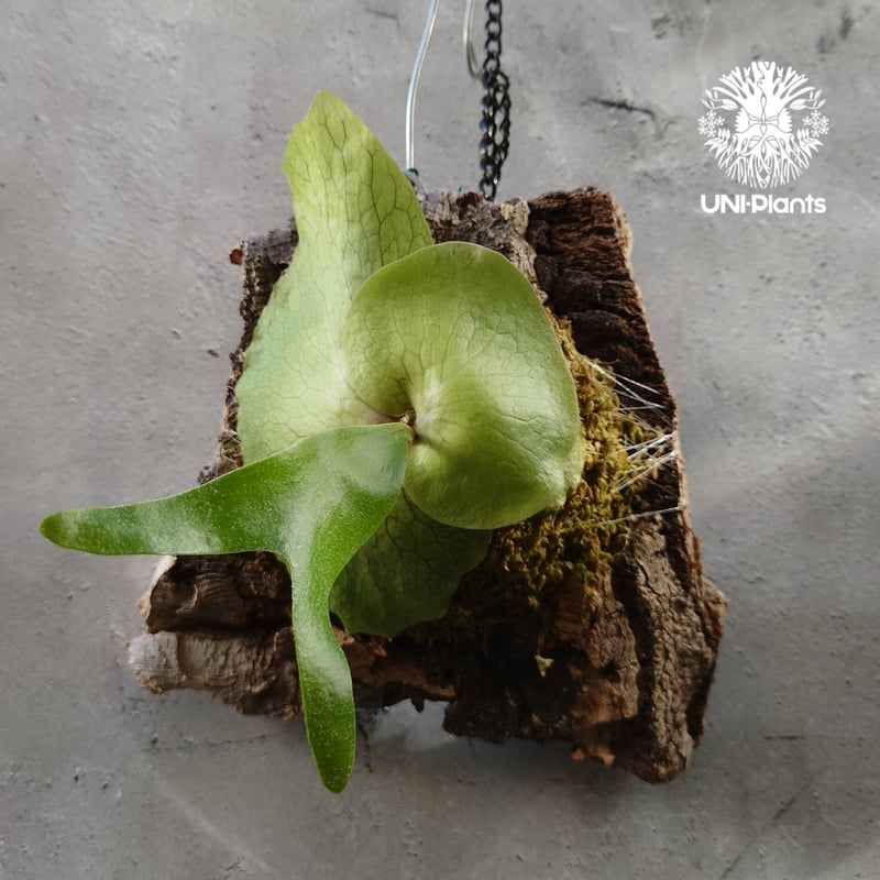 ビカクシダ ヒリー キリン 麒麟 ビカクシダ ヒリー 種類