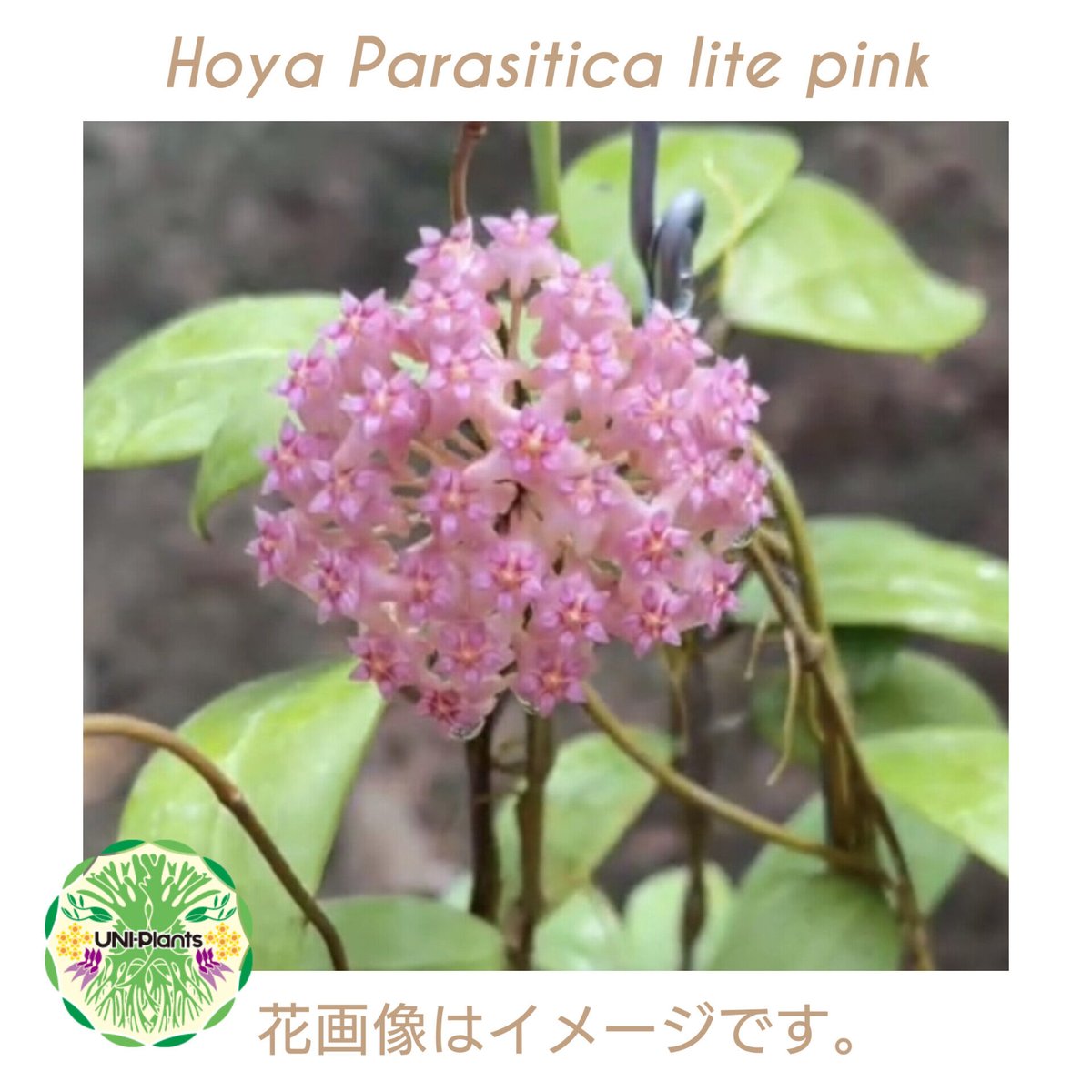 HOYA・ホヤ・Larisa・開花中・花座あり HOYA・ホヤ・Larisa・開花中・花座あり