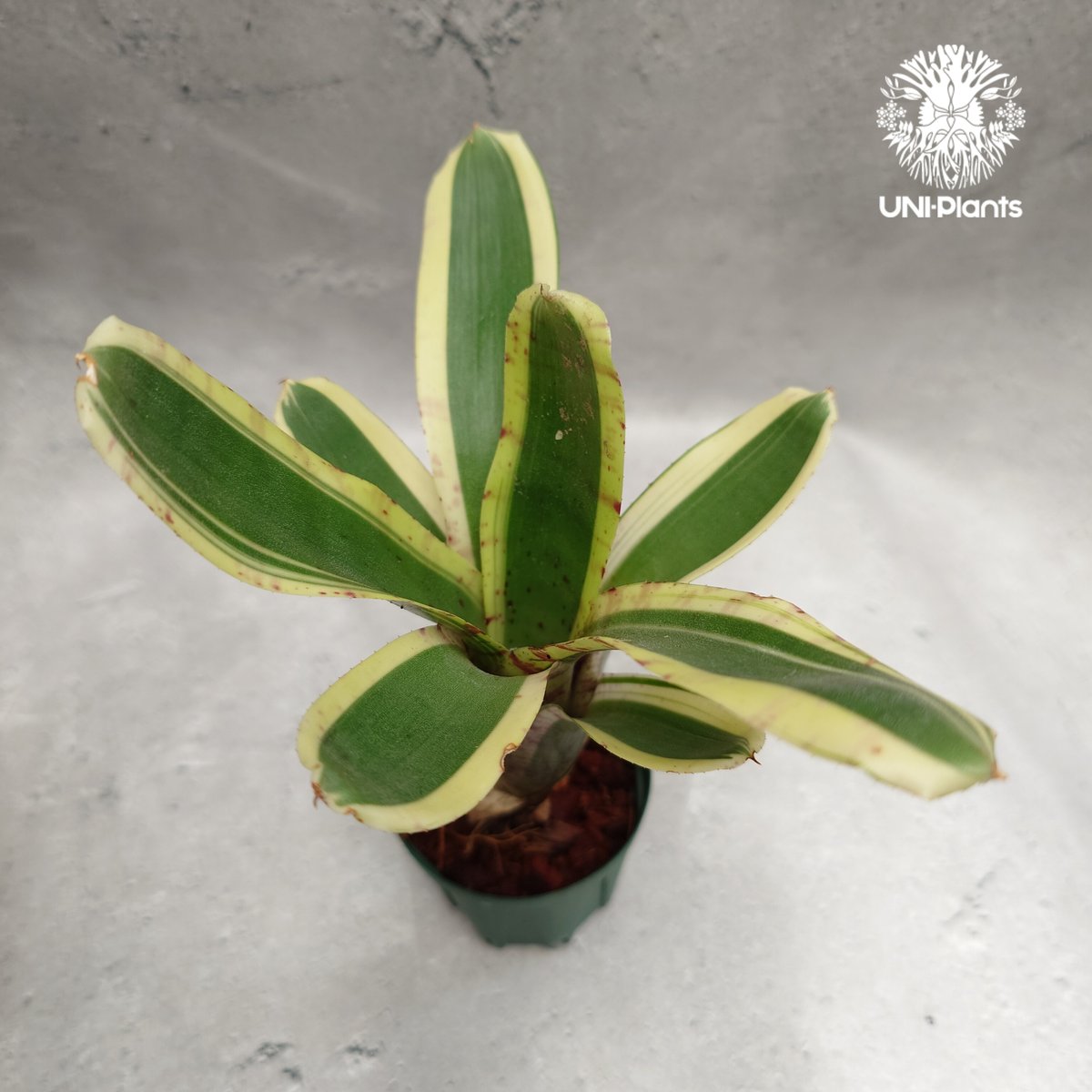 Neoregelia Hello Kitty ネオレゲリア ハローキティ Neoregelia