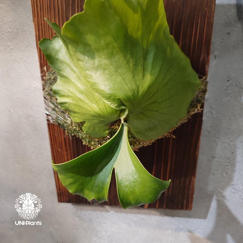 タイ直輸入・現地選抜】Platycerium coronarium ' Lesasha '｜
