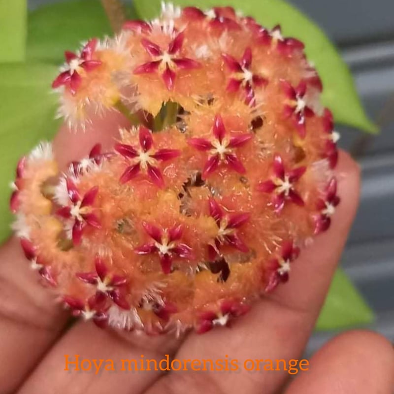 ホヤ ミンドレンシス オレンジ Hoya mindorensis orange ホヤ
