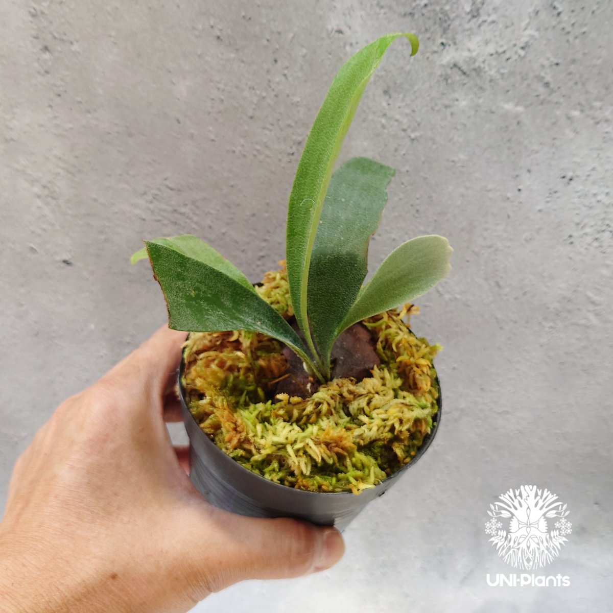 Platycerium Summer Breeze (P.Lemoinei x P.Bicor