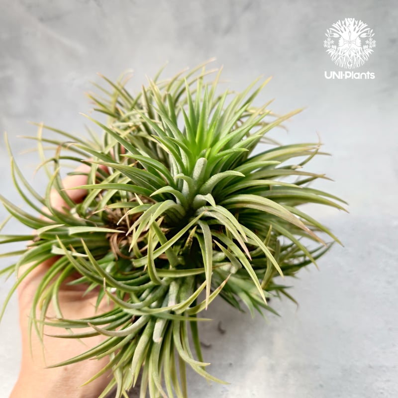 Tillandsia チランジア イオナンタ メタポーン ディライト Tillandsia Ionantha (M) チランジア・イオナンタ Tillandsia