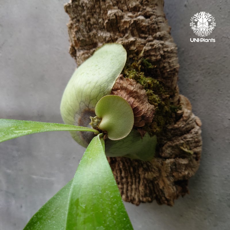 ビカクシダ アルシコルネ アフリカ×アルシコルネ マダガスカル hybrid