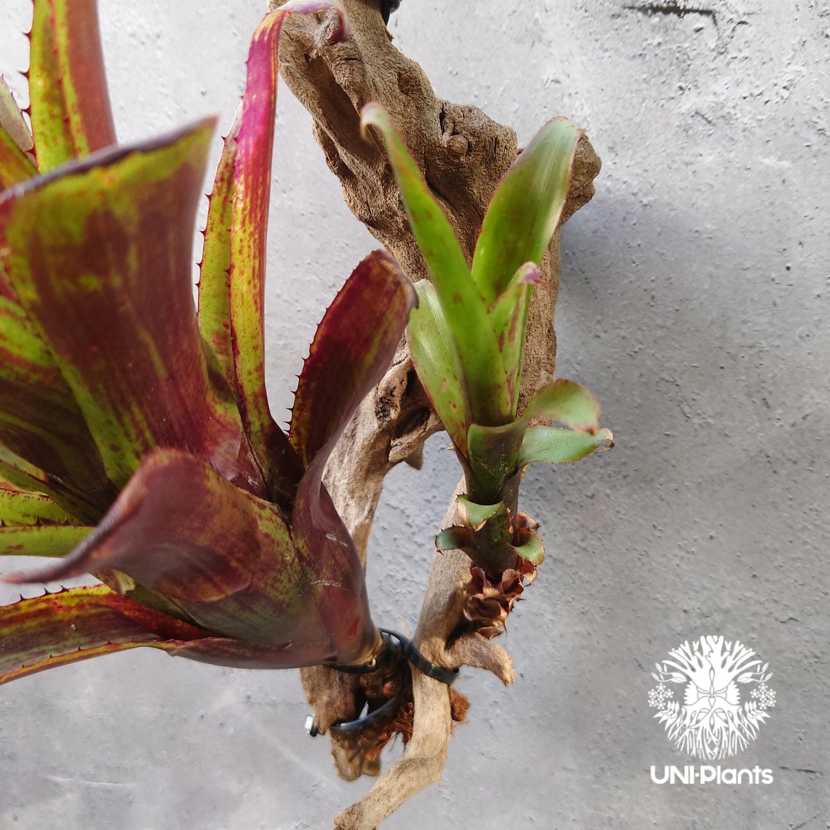 Aechmea nudicaulis エクメア ヌディカウリス 流木付け