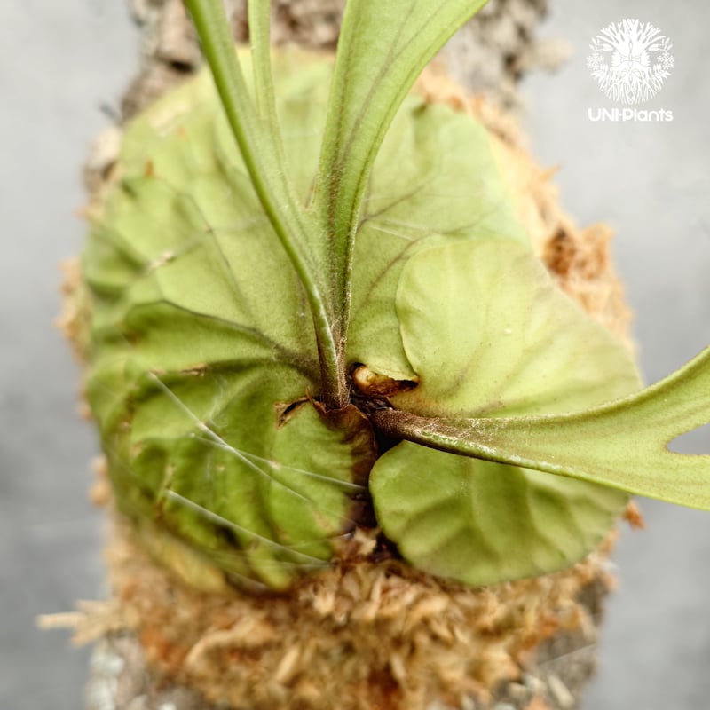 Platycerium ridleyi Pakarang ビカクシダ リドレイ パカラン