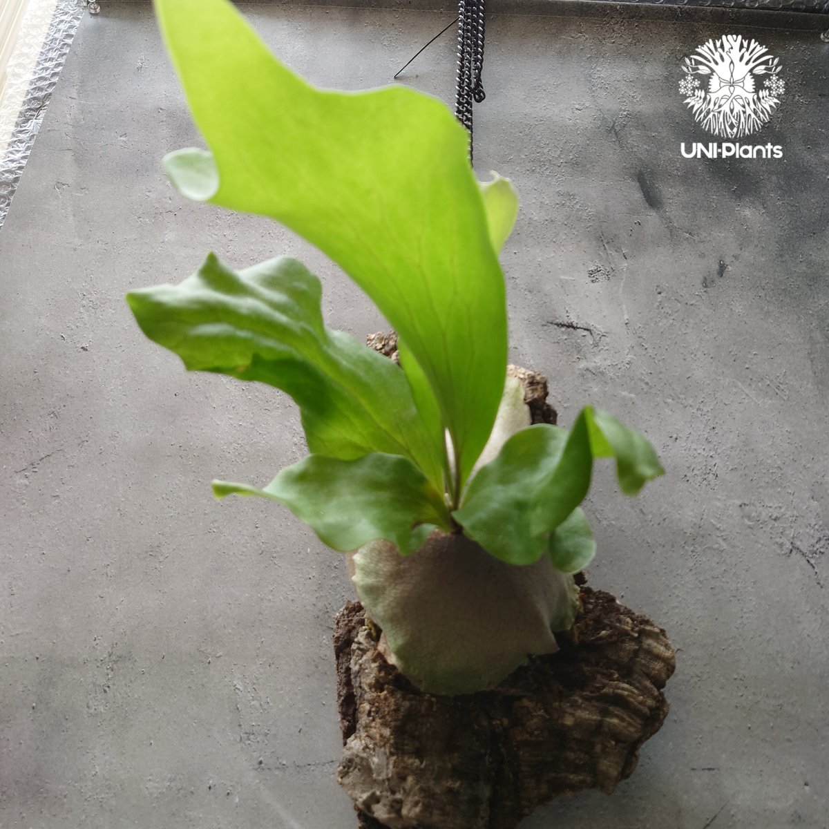 ビカクシダ ヒリードラゴン Platycerium hillii cv.Dragon コウモリ