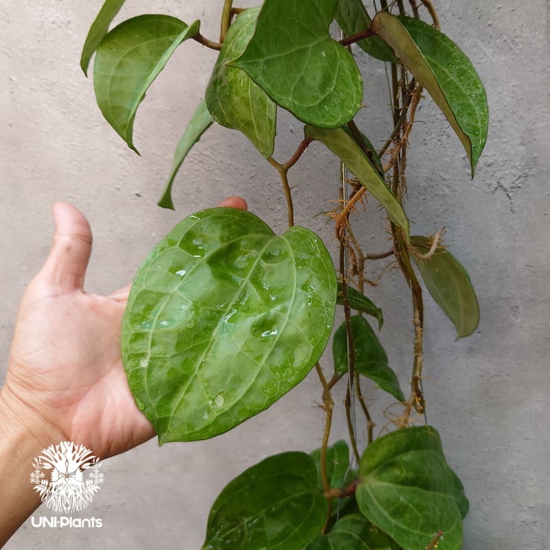 Hoya Sarawak pink ホヤ サラワック ピンク ホヤ植物 Hoya plants