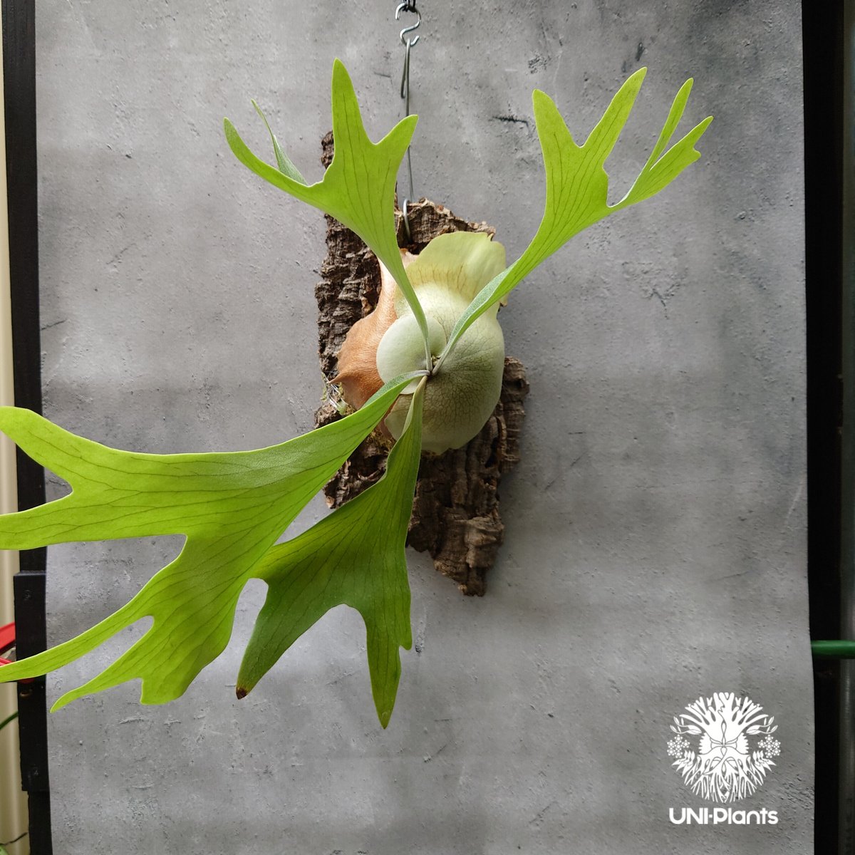 ⌘ビカクシダ⌘ Platycerium alcicorne アルシコルネ fit=scale-down,w=1200