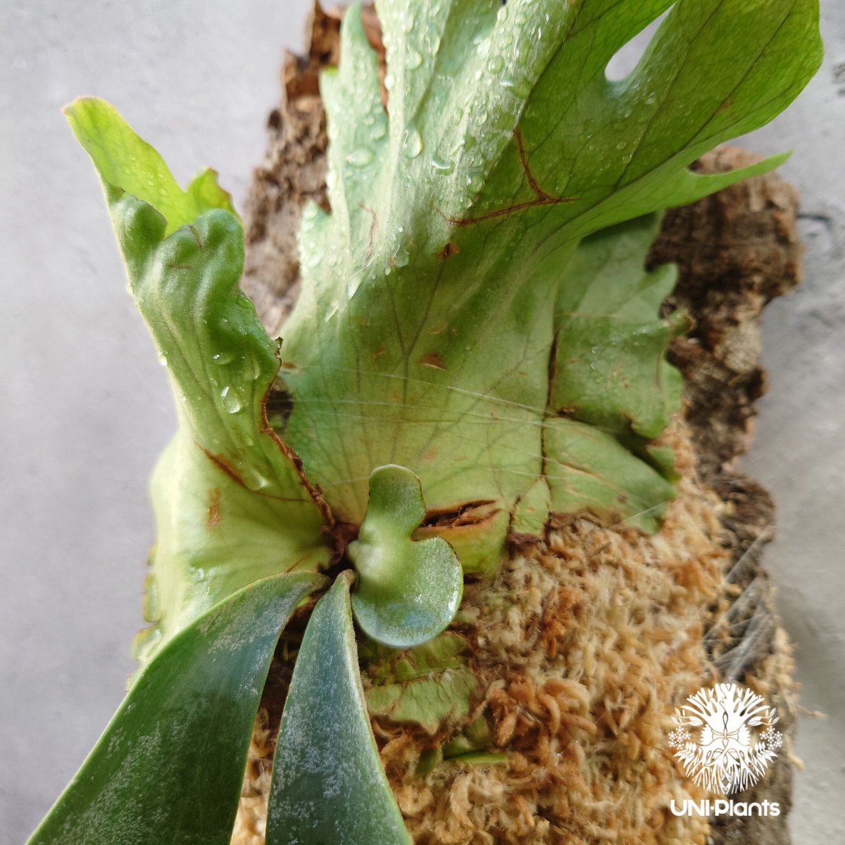 Platycerium willinckii 'W.A.Manda ビカクシダ ウィリンキー