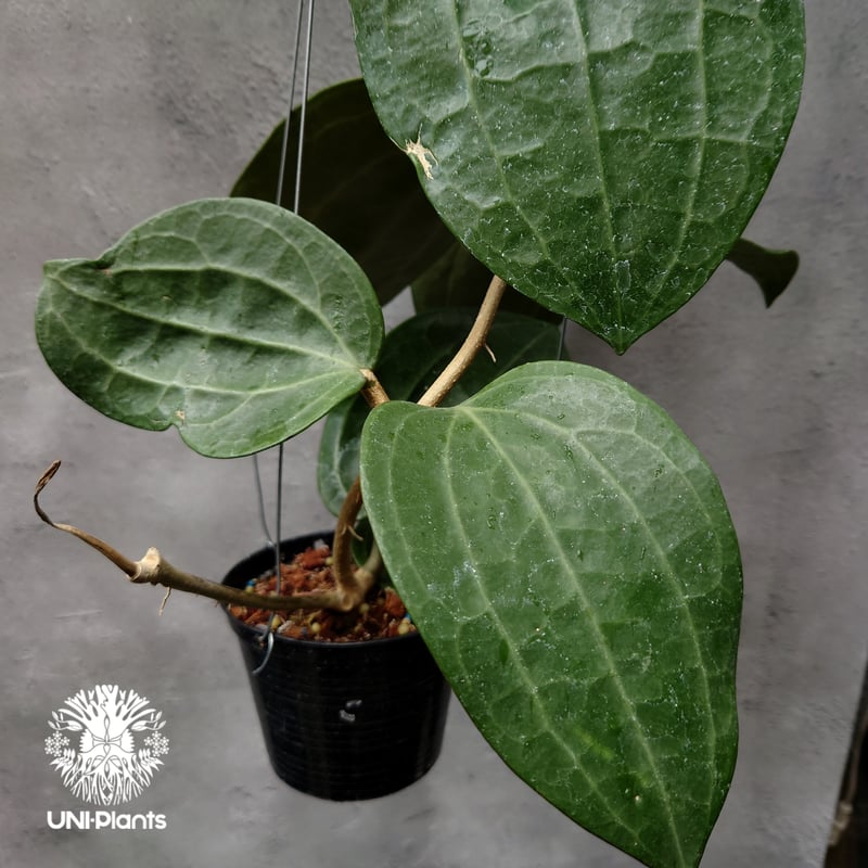 Hoya Latiforia ホヤ ラティフォリア 大ぶり!! ホヤ 植物 ホヤの花