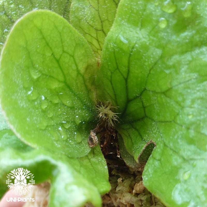 ビカクシダ ステマリア Platycerium stemaria ビカクシダ原種 植シダ
