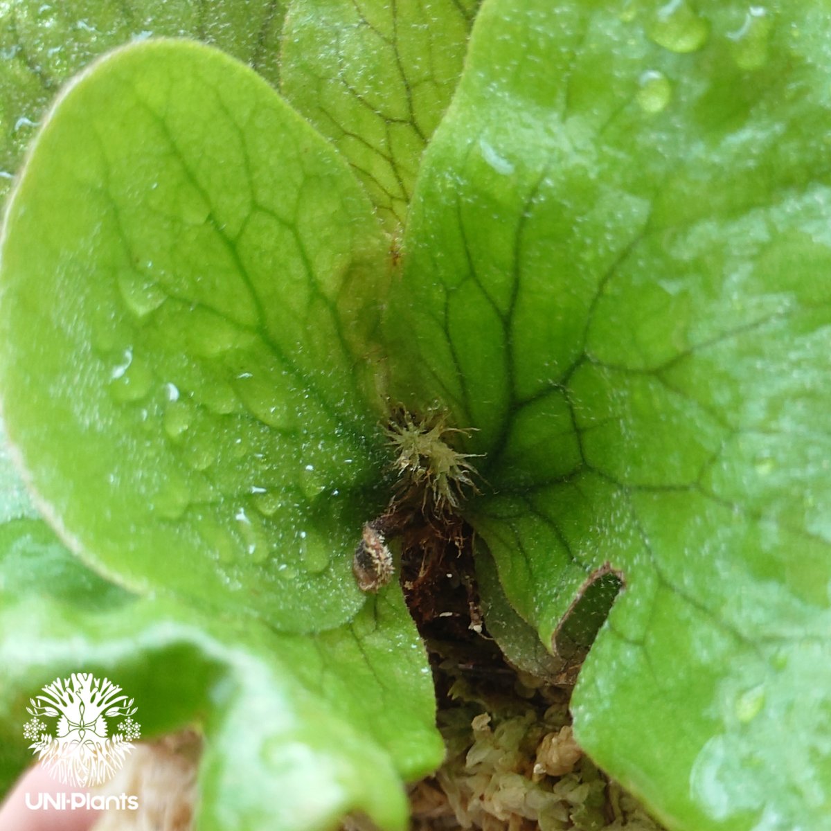 ビカクシダ ステマリア Platycerium stemaria ビカクシダ原種 植シダ