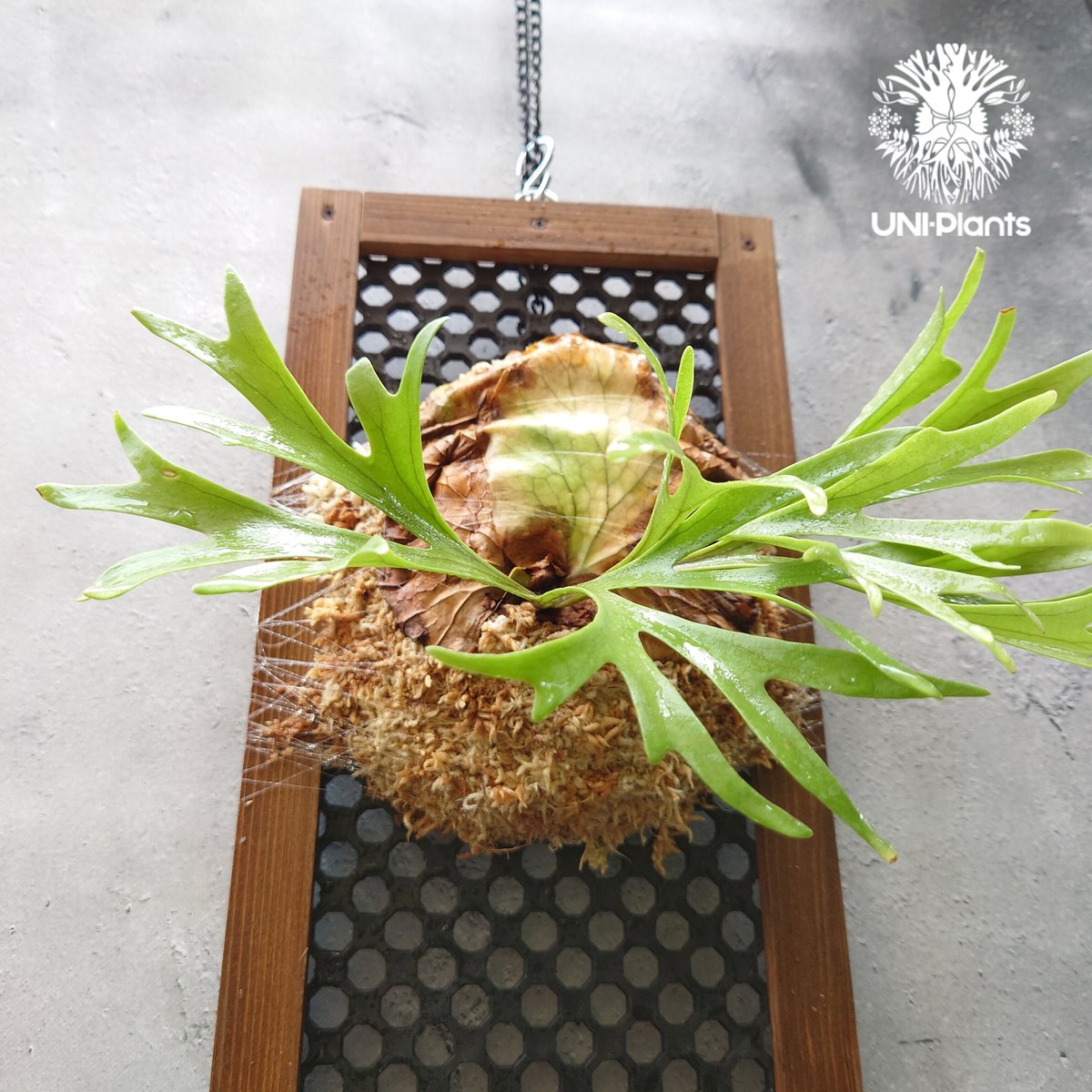 初入荷! ビカクシダ キッチャクード シンリーフ Platycerium mt