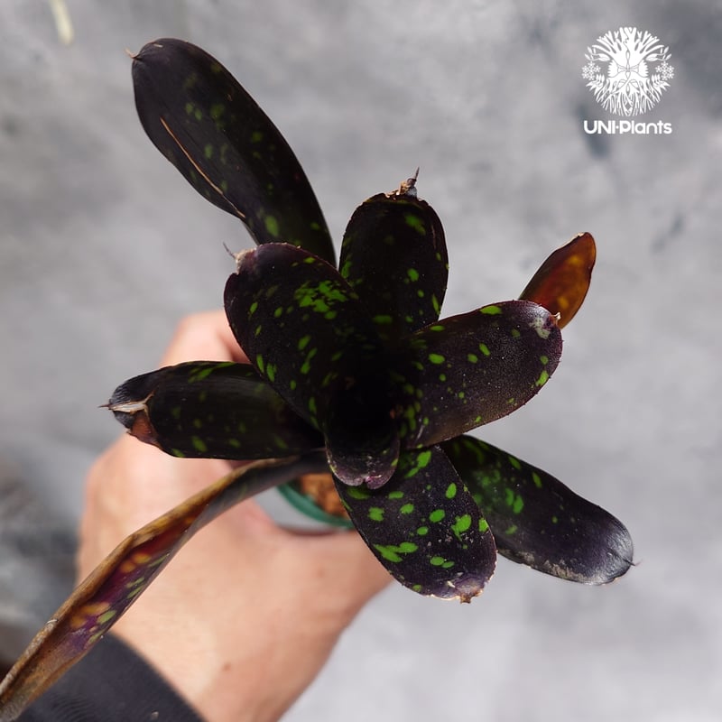 Neoregelia Nosferatu ネオレゲリア ノスフェラトゥ Neoregelia