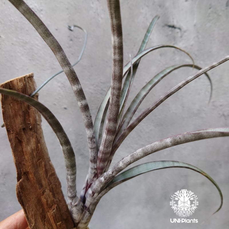 Tillandsia hildae チランジア ヒルダエ インテリア植物 エアー