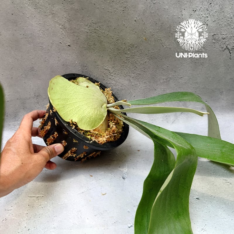 ビカクシダ HANABI ocpup② Platycerium Hanabi ビカクシダ コウモリラン platycerium sta