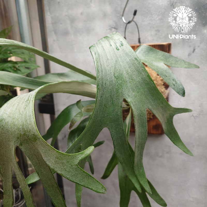 Platycerium sp.(Meramera ??? ) Platycerium シダ植物