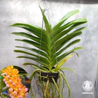 【タイ直輸入】着生ラン ペレイララ バンコク スター ｜珍品・希少ラン・蘭の花｜Perreiraara Bangkok Star