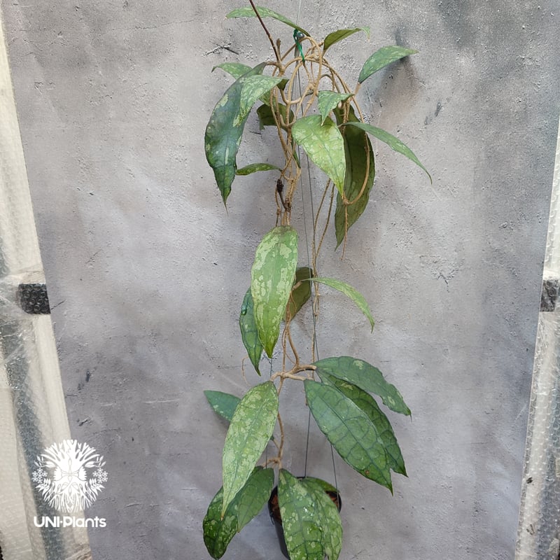 Hoya finlaysonii black leaves splash 希少 ホヤ フィレン Hoya finlaysonii black leaves splash 希少 ホヤ フィレン