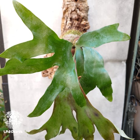 ビカクシダビフルカツム | STORES