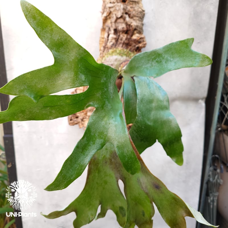 Ngasai yot#7 株分け ビカクシダ コウモリラン Ngasai yot#7 株分け Ngasai yot#7 株分け ビカクシダ コウモリラン Ngasai yot#7 株分け