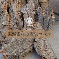 天然素材 着生用コルク Mサイズ 植物着生 ビカクシダ着生コルク エアプランツ ティランジア