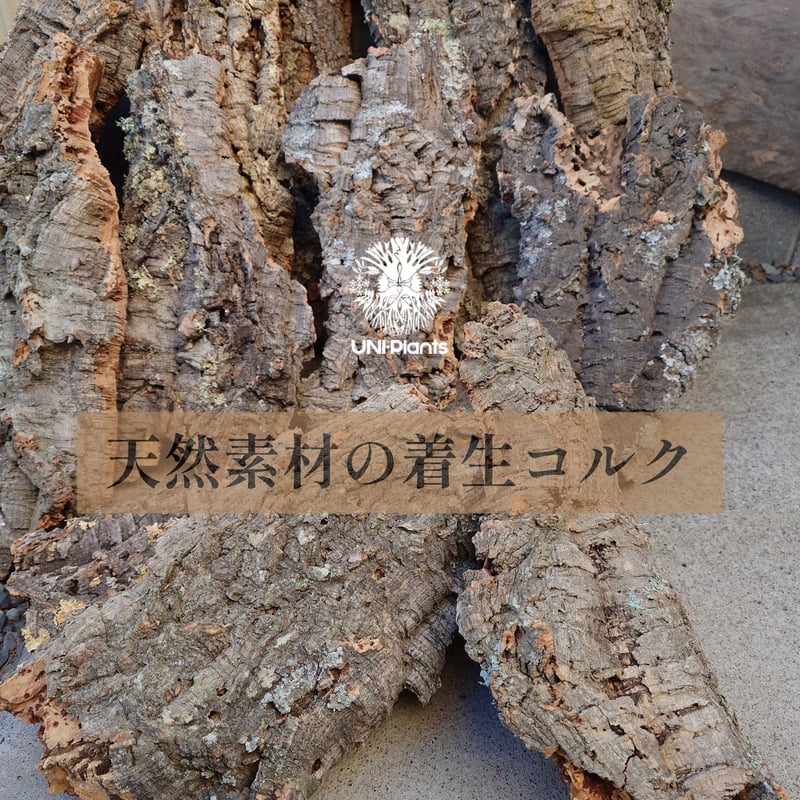 天然素材 着生用コルク Mサイズ 植物着生 ビカクシダ着生コルク エア