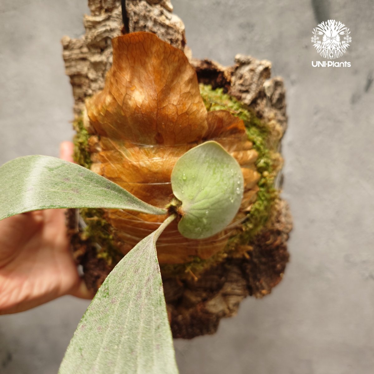 ビカクシダ Diversifolium x Willinckii hybrid 'Moo' Diversifolium x Willinckii hybrid 'Moo' P. Diversifolium