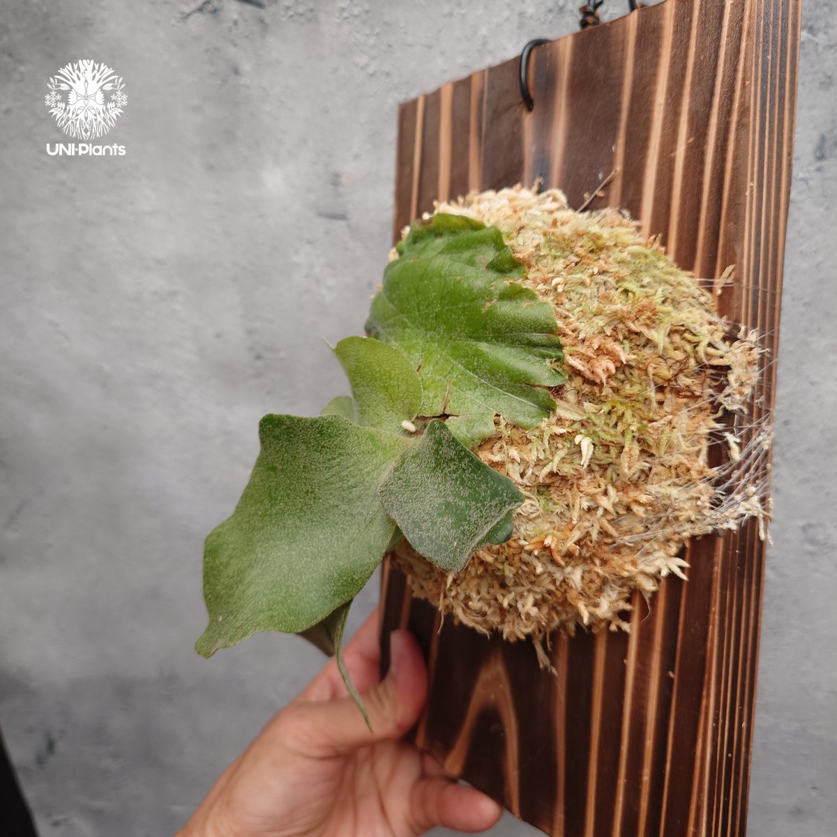 Platycerium willinckii wild cat(spore) ビカクシダ ウィ