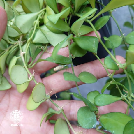 【タイ直輸入】ホヤ ヘウスケリアナ ピンク｜珍品・着生植物・つる性植物｜Hoya Heuschkeliana pink