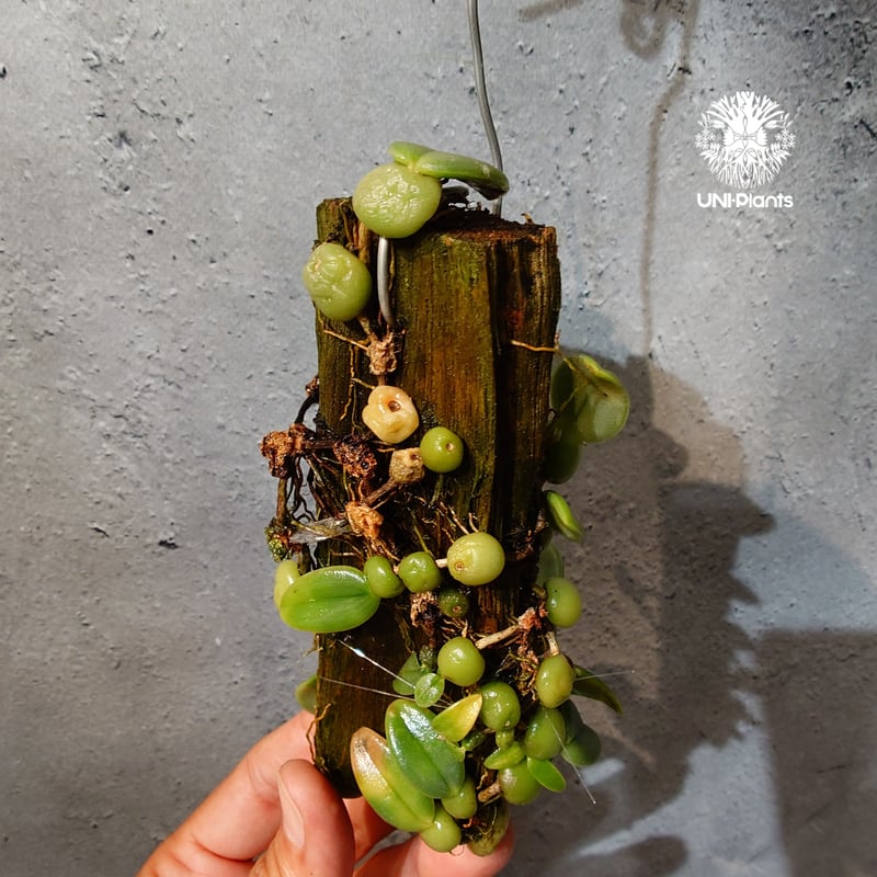 タイ直輸入・着生ラン】Bulbophyllum cambodianum | バルボフィラム