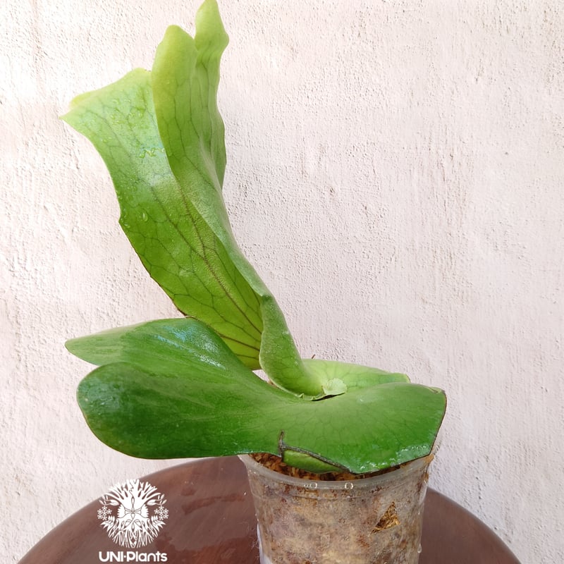 ビカクシダ ホルタミー 板付 観葉植物 コウモリラン おしゃれ 観葉植物：ビカクシダ コウモリラン ホルタミー 板付け*吊り