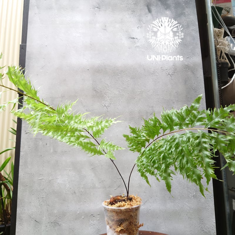 最入荷! Drynaria rigidula `whitei ドリナリア·リギデュラ'ホワイテ