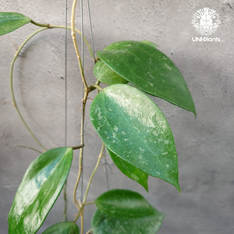 Hoya latifolia Snow Queen（M） ホヤ ラティフォリア スノー クイー