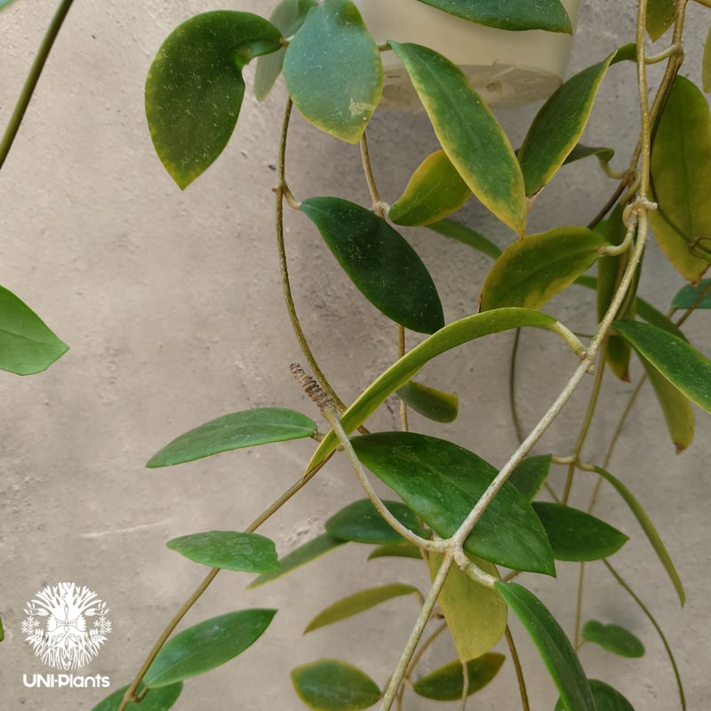 希少! Hoya mindorensis red star ホヤ ミンドレンシス レッドスター