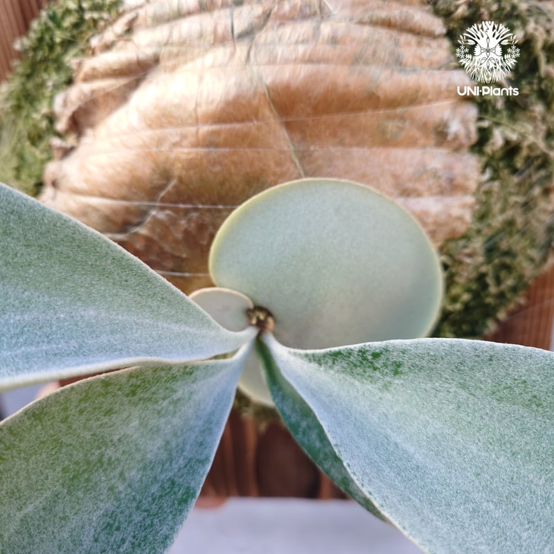 国内繁殖株・一点物】ビカクシダ OMO 'Polar Bear'｜希少株｜Platyceri