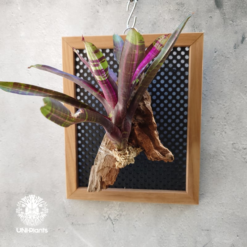 Neoregelia voodini hybrid ネオレゲリア Neoregelia ブロ
