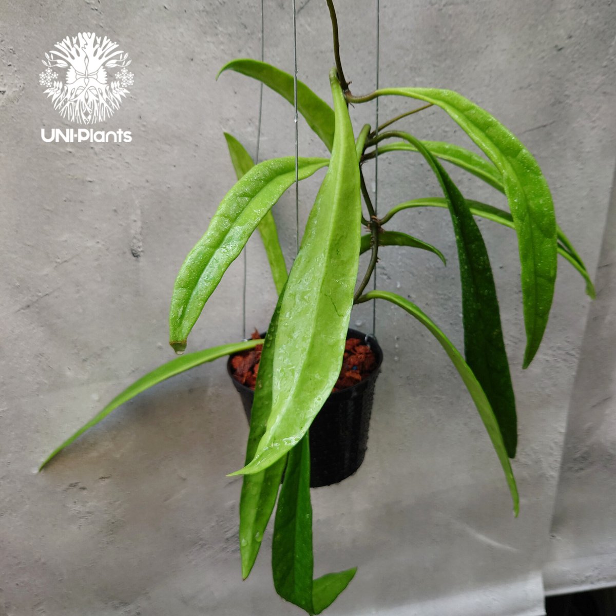 Hoya Sulawesiana ホヤ スラウェシアナ ホヤ植物 Hoya plants 珍し...