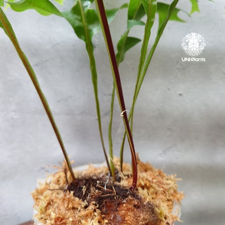 初入荷! Drynaria bonii wild ドリナリア·ボニー タイ産山採り株 観葉植物 珍奇植物  着生植物 インテリア植物 珍しい シダ植物