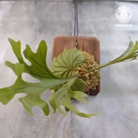 【国内繁殖株・一点物】Platycerium ridleyi | ビカクシダ リドレイ｜ビカクシダ原種｜Platycerium