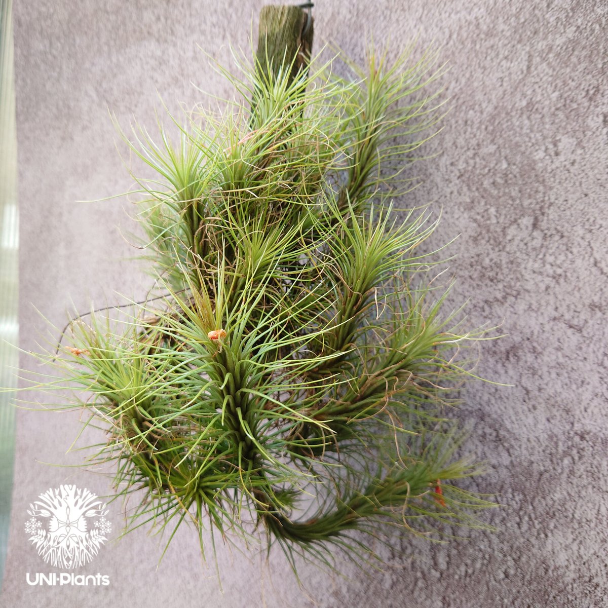 Tillandsia funckiana large form ティランジア チランジア・フン
