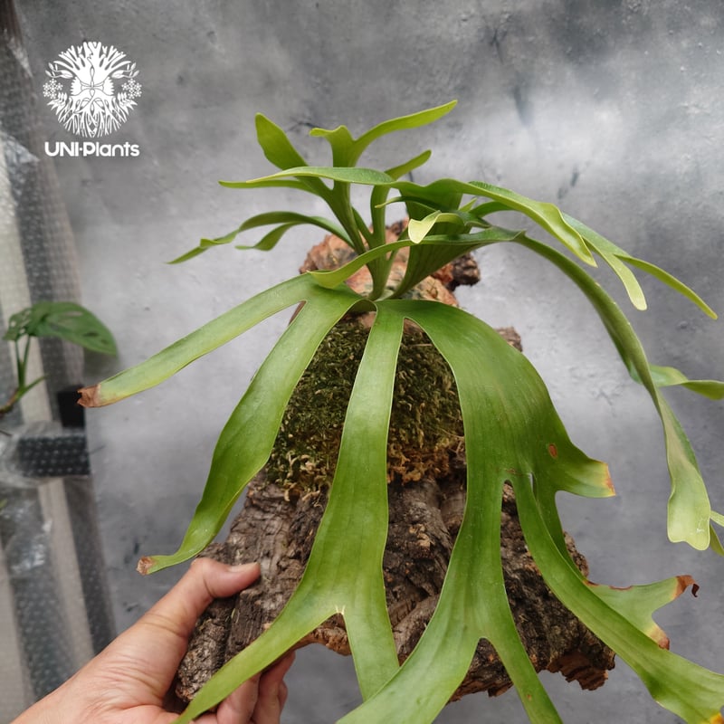 Platycerium coronarium ビカクシダ コロナリウム ビカクシダ原種 Pl