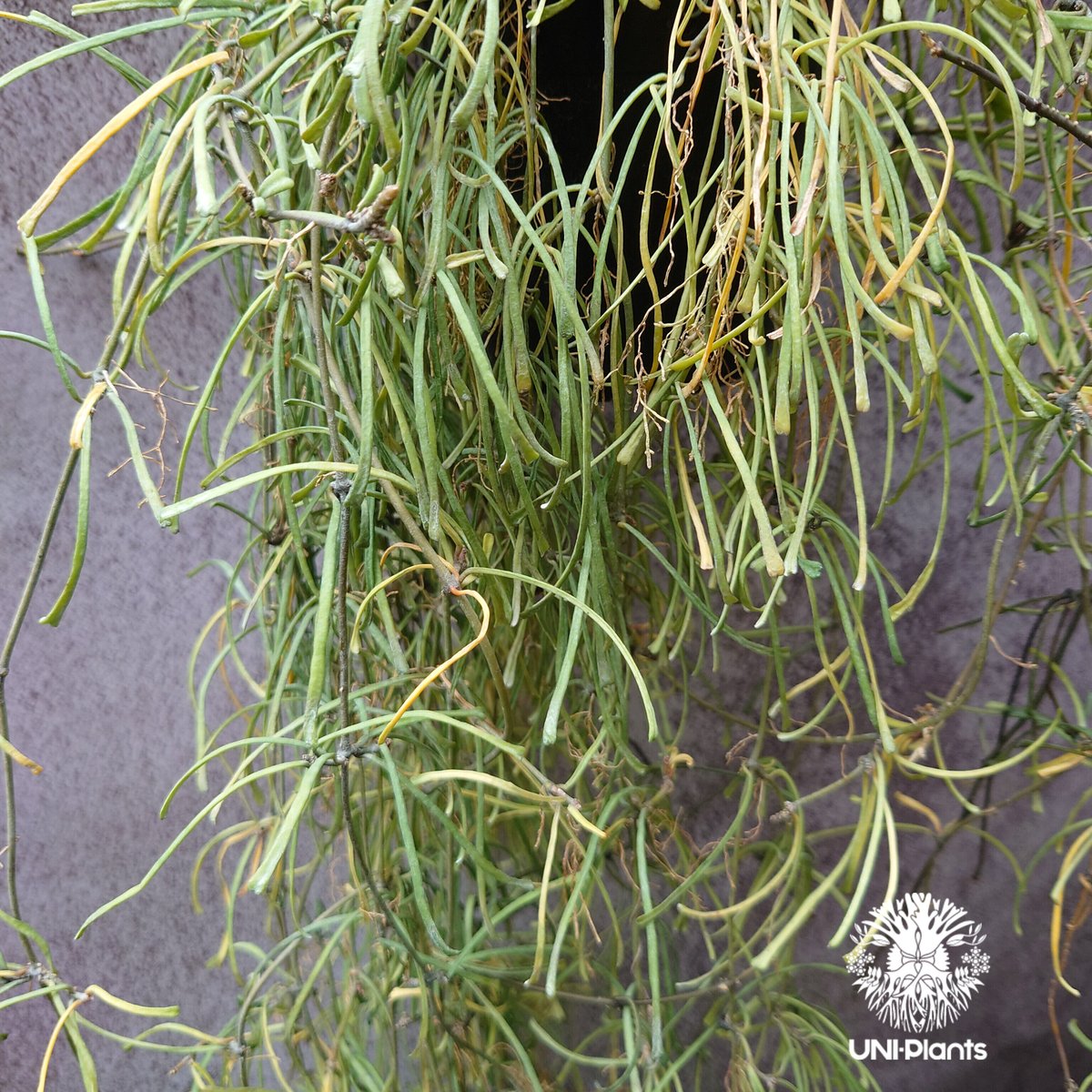 Hoya Retusa ホヤ レツーサ 大ぶりビックサイズ! ホヤ 植物 ホヤの花 観