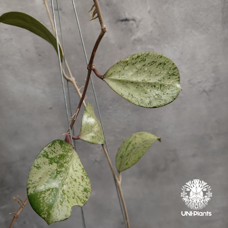 Hoya michelle silver ホヤ植物 ホヤの花 Hoya plants 希少 レ