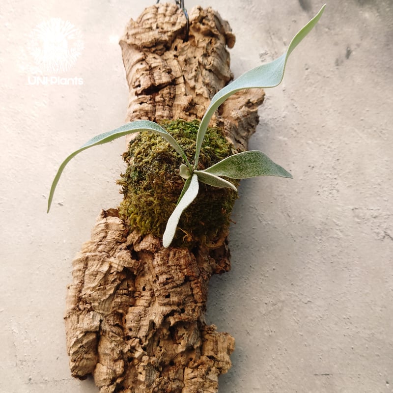 ビカクシダ ベイチー Patycerium veitchii コウモリラン ビカクシダ