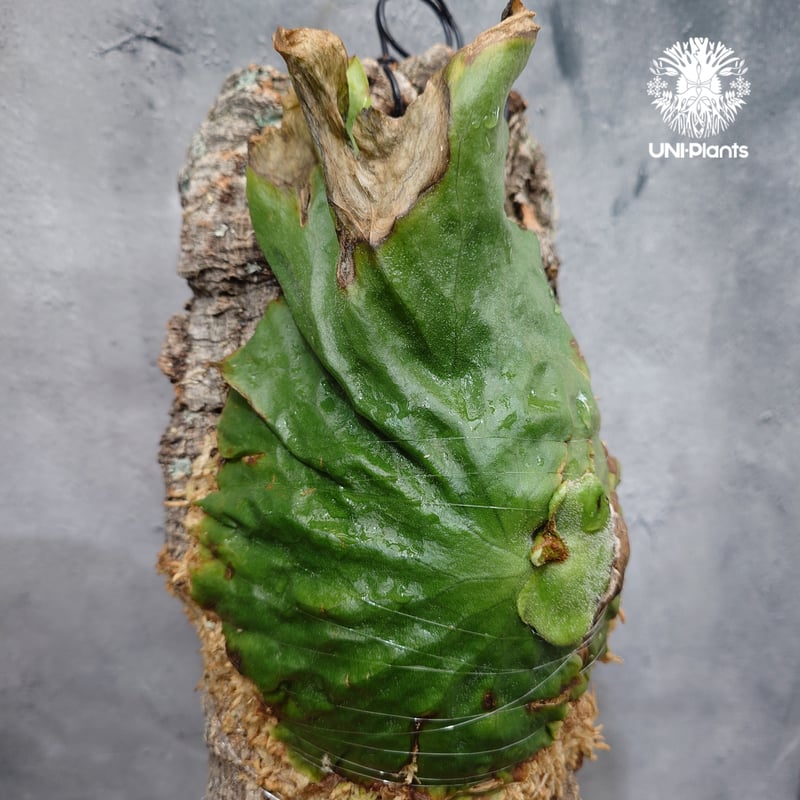 Platycerium grande ビカクシダ グランデ ビカクシダ原種 植物 シダ